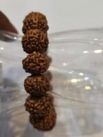 7 Mukhi Rudraksha Bracelet - Image 4